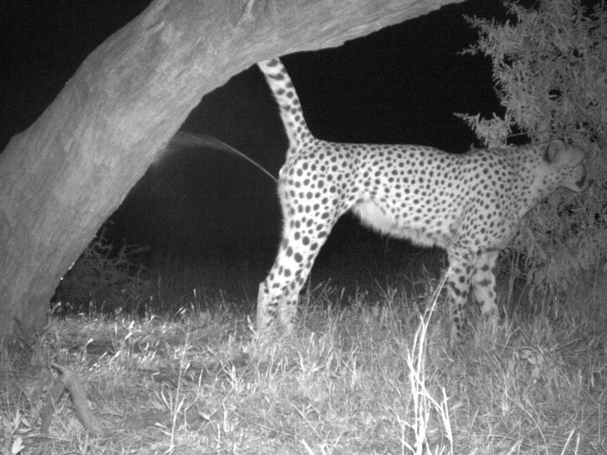 Gepard markiert einen Hotspot © IZW / WWF