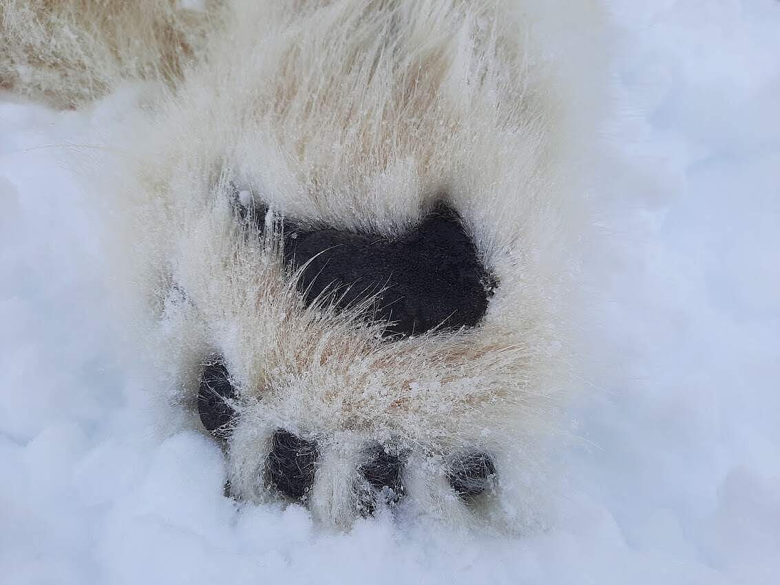 Beim Laufen im Schnee hinterlassen die Bären Hautzellen ihrer Fußsohlen im Abdruck © WWF / Melanie Lancaster