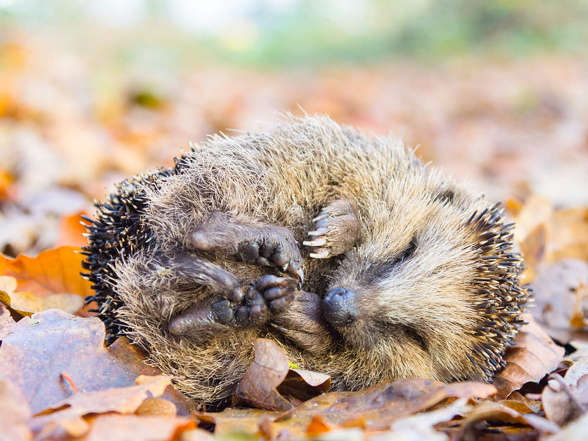 Nicht wecken! © iStock / getty images