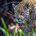 Jaguar Weibchen in Brasilien © WWF Sweden / Ola Jennersten
