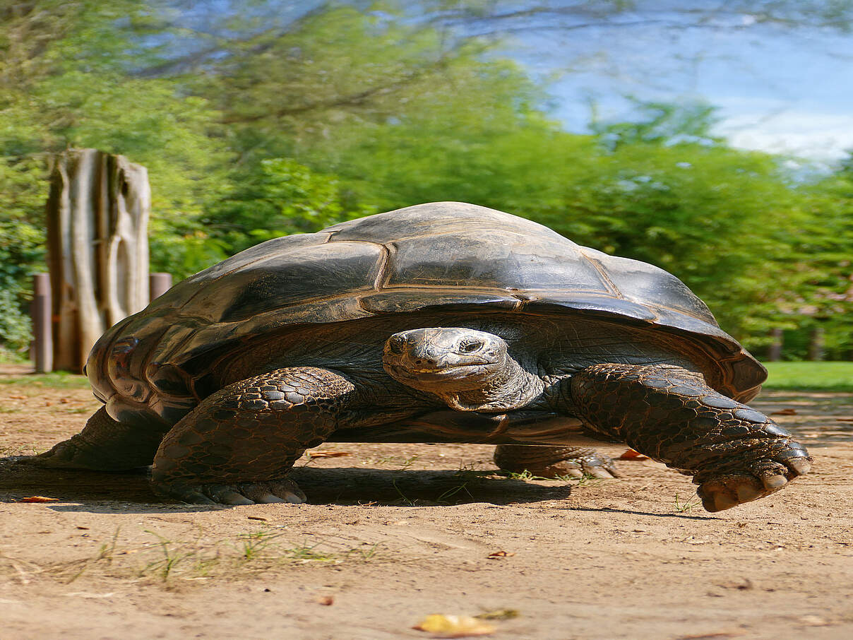 Riesenschildkröte © Zoo Heidelberg