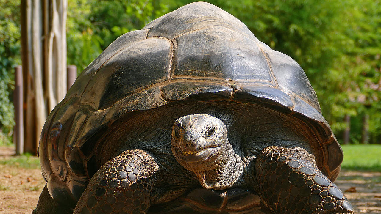 Riesenschildkröte © Zoo Heidelberg