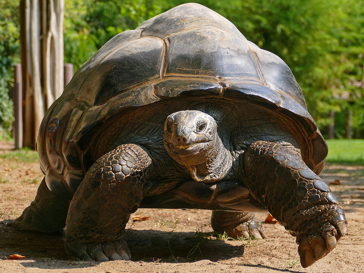 Riesenschildkröte © Zoo Heidelberg