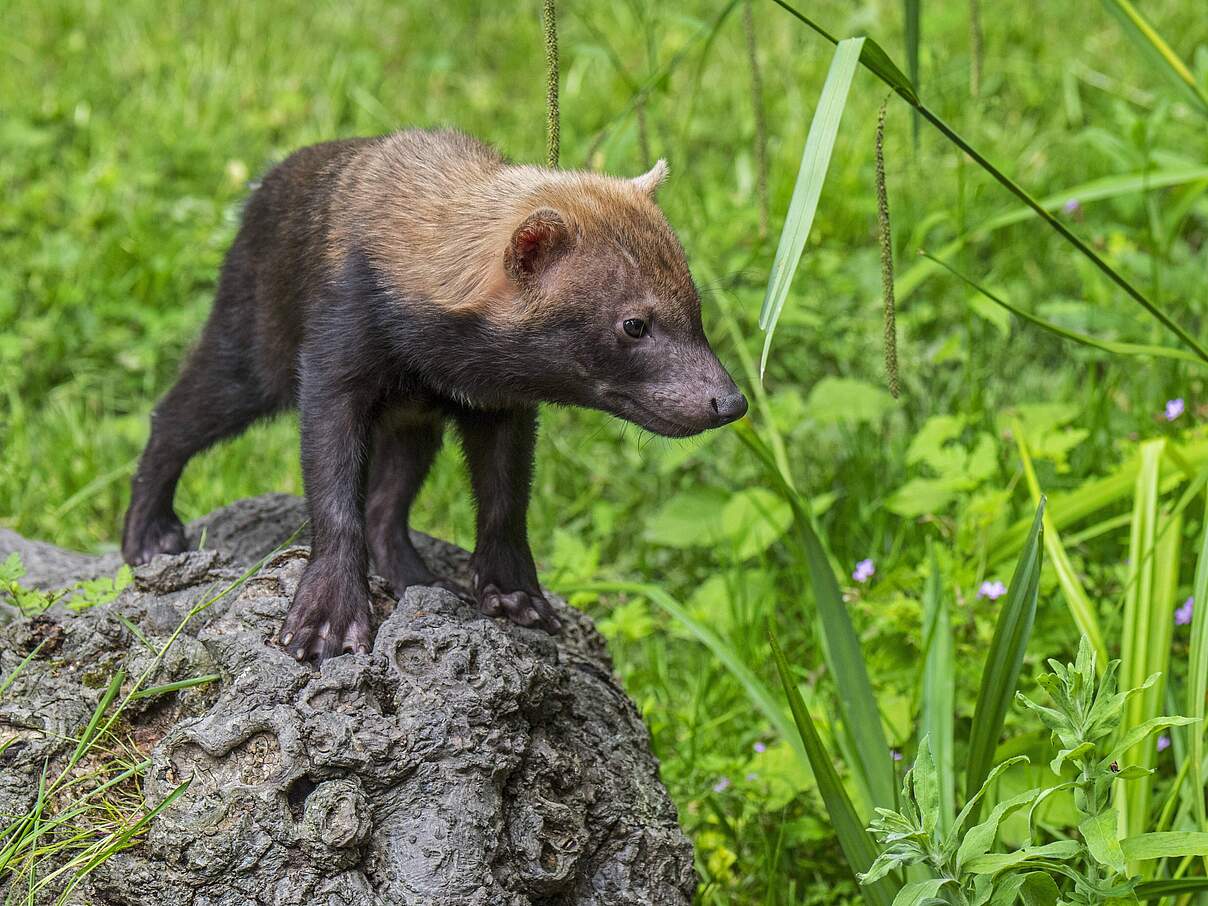 Waldhunde haben Schwimmhäute © imago / alimdi