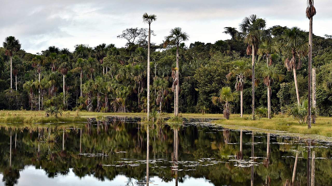 Feuchtbiotop Bolivien © Adriano Gambarini / WWF Living Amazon Initiative