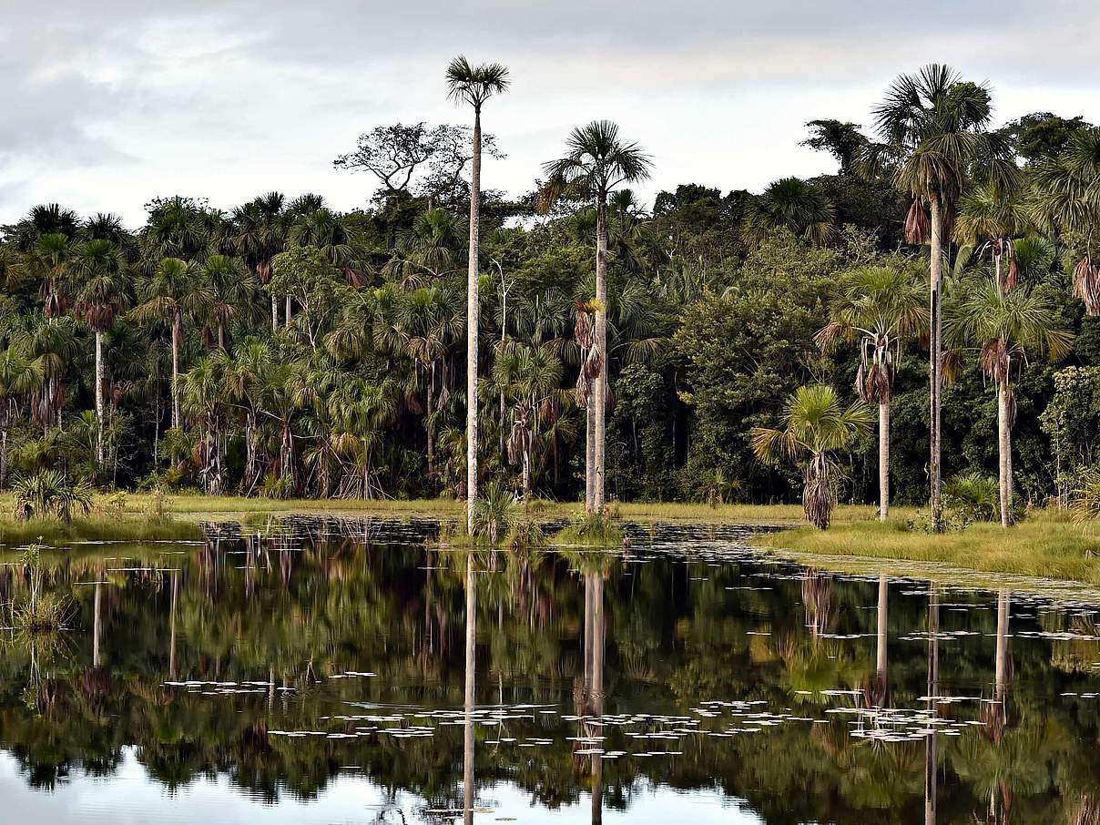 Feuchtbiotop Bolivien © Adriano Gambarini / WWF Living Amazon Initiative