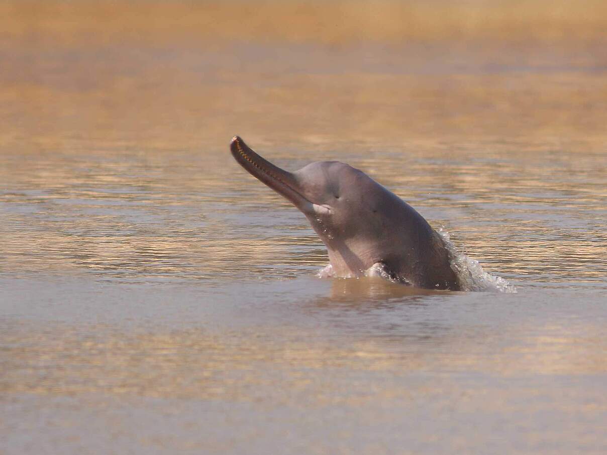 Der Indus-Delphin ist das seltenste Tier der Welt und eine vom Aussterben bedrohte Delphinart, die in einem kleinen Gebiet des Indus-Flusses in der Nähe der Stadt Sukkur in der zentralen Provinz Sindh in Pakistan lebt © WWF Pakistan
