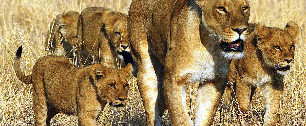 Löwin mit jungen Löwen unterwegs © Michael Poliza / WWF