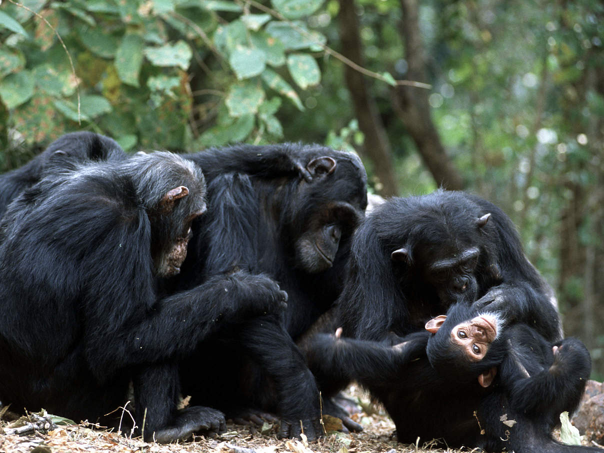 Schimpansen-Gruppe in Tansania © Michel Gunther / WWF