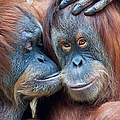Sumatra Orang-Utans © iStock / Getty Images