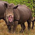 Die wenigsten Nashörner überleben ihre Enthornung. © Brent Stirton / Getty Images / WWF-UK