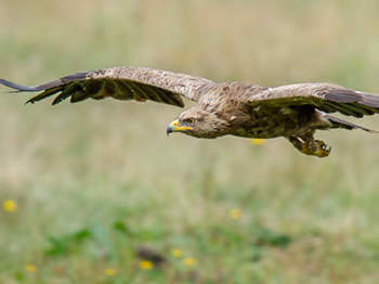 Schreiadler © iStock Getty Images