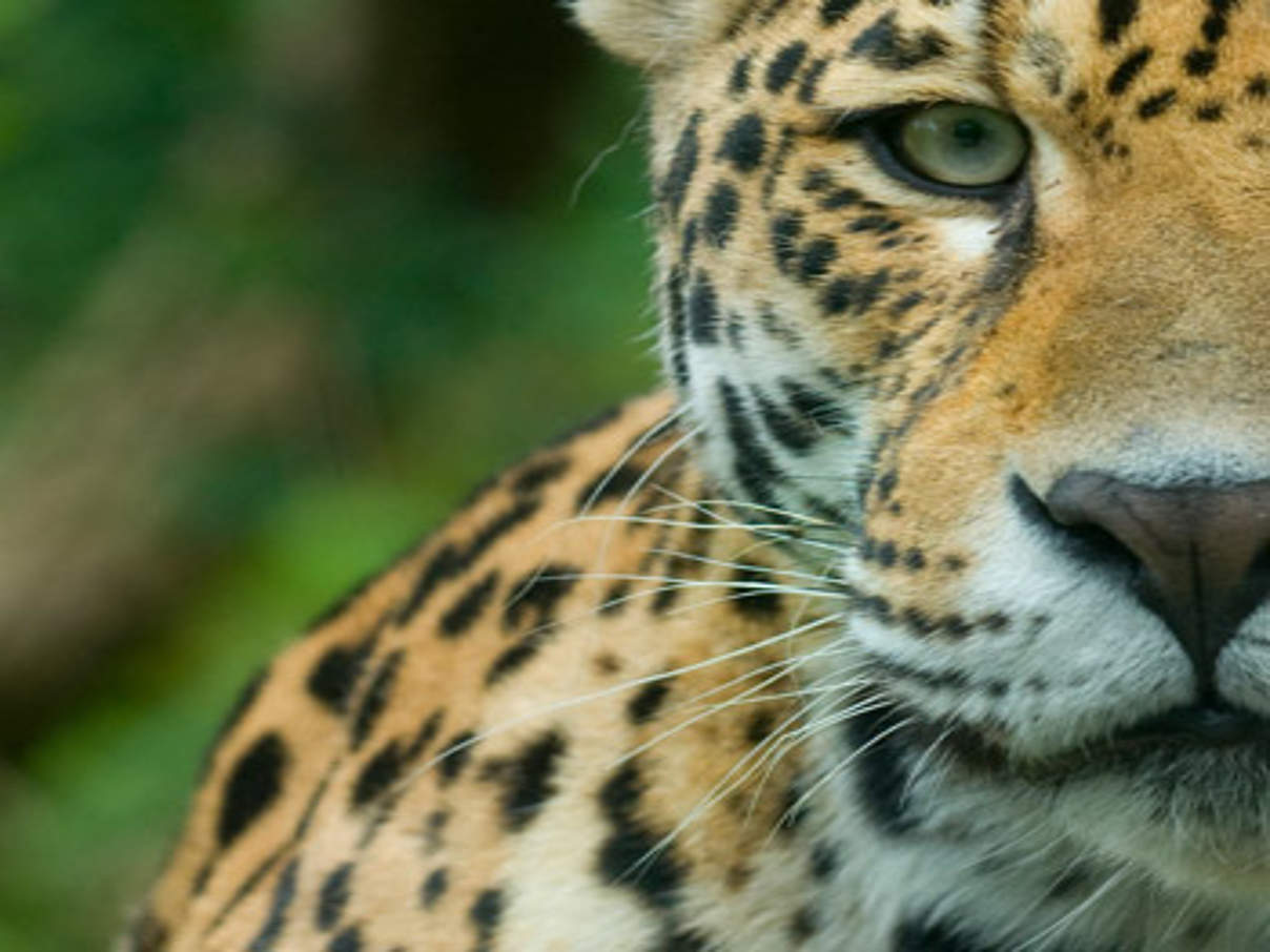 Jaguar © Edwin Giesbers / WWF