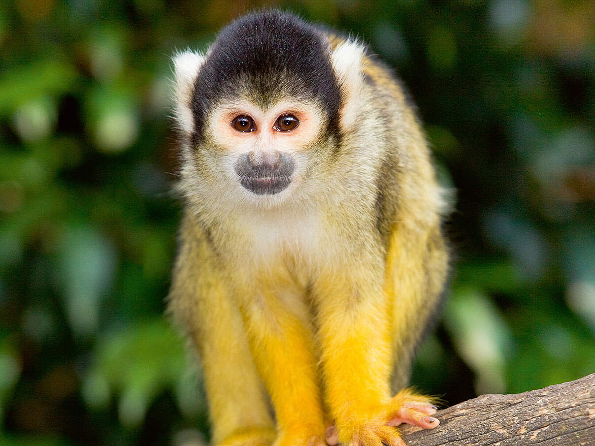 Dunkler Totenkopfaffe