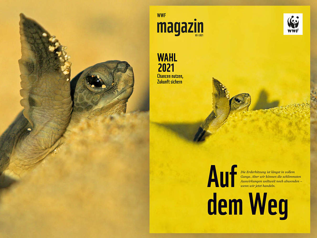 Cover des WWF Magazin 04/2020: Wälder © juniors @ wildlife / 