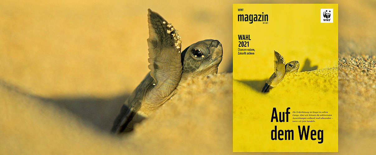 Cover des WWF Magazin 04/2020: Wälder © juniors @ wildlife / 