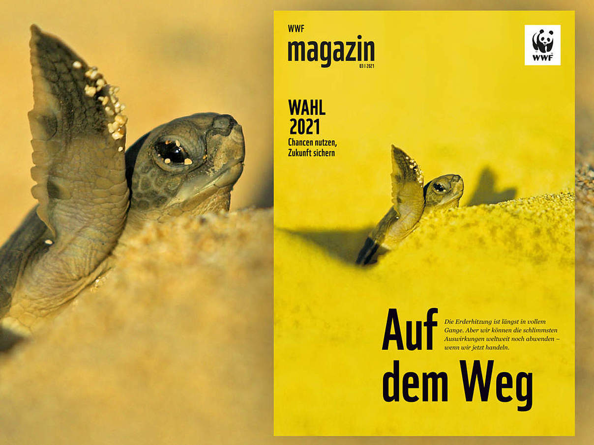 Cover des WWF Magazin 04/2020: Wälder © juniors @ wildlife / 