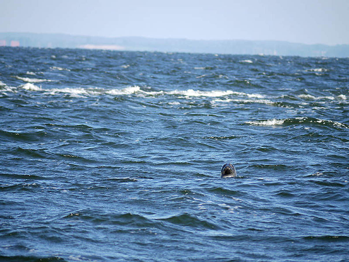 Ostsee Kegelrobbe © Lioba Schwarzer / WWF