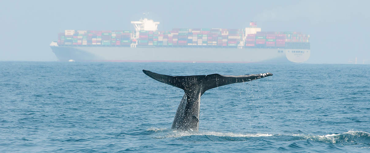 Wal und Containerschiff © iStock