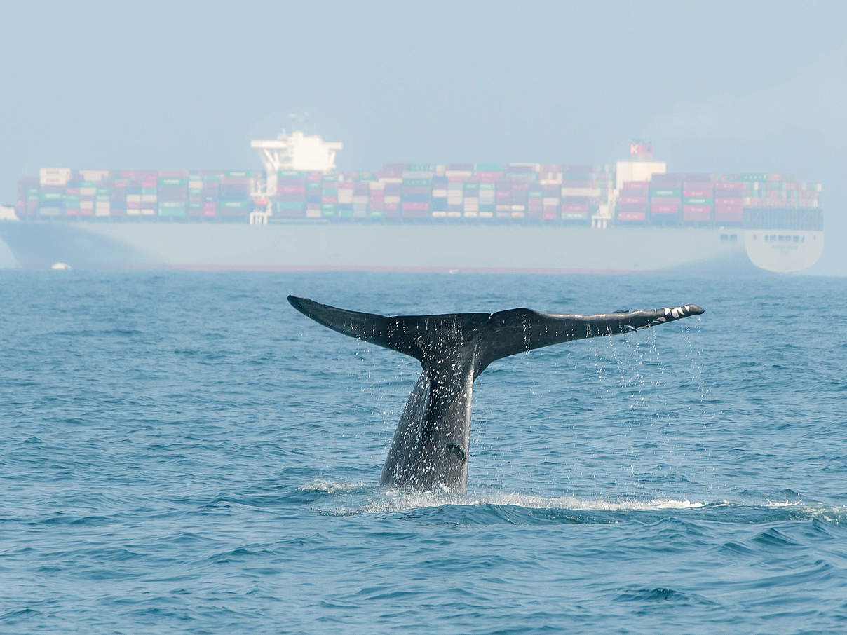 Wal und Containerschiff © iStock