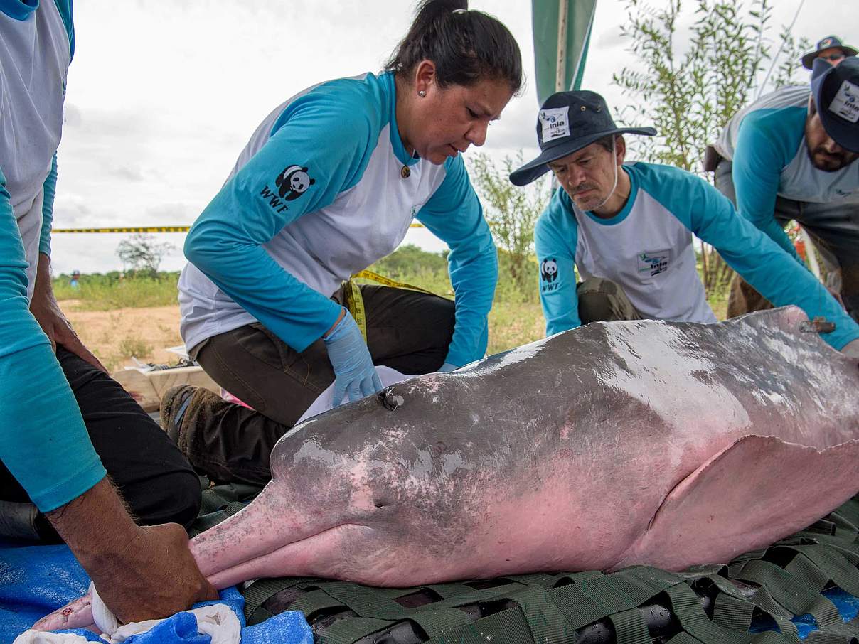 Der Delphin wird mit einem Peilsender ausgestattet © Jaime Rojo/ WWF-US