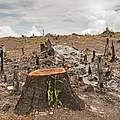Durch Brandrodung zerstörter Wald © yotrak / thinkstock / Getty Images / WWF