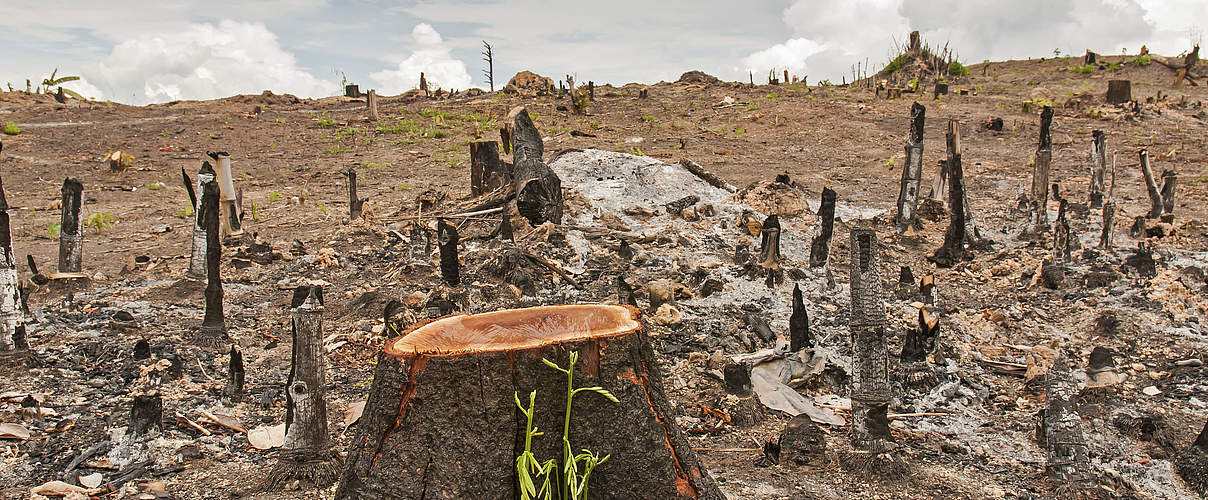 Durch Brandrodung zerstörter Wald © yotrak / thinkstock / Getty Images / WWF