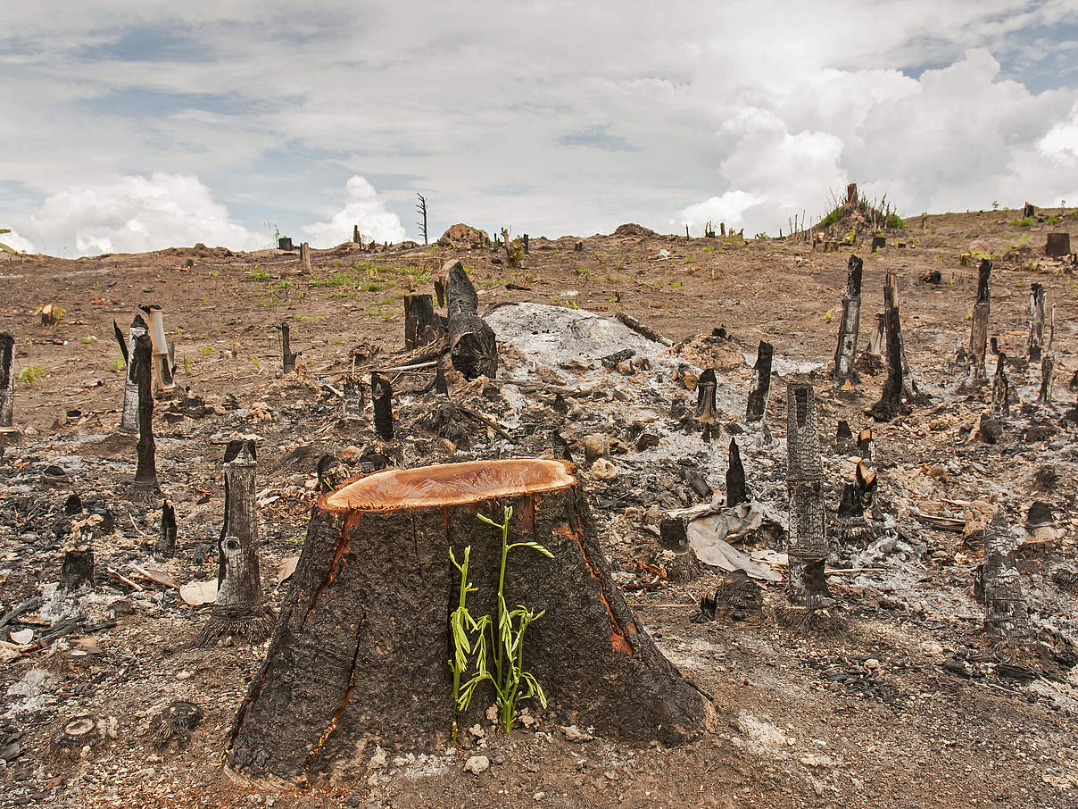 Durch Brandrodung zerstörter Wald © yotrak / thinkstock / Getty Images / WWF