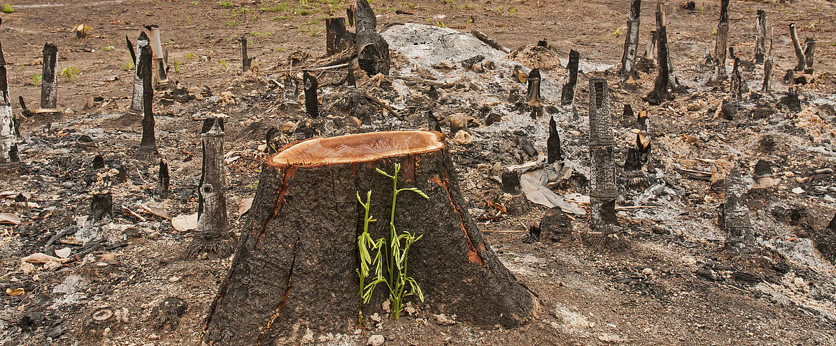 Durch Brandrodung zerstörter Wald © yotrak / thinkstock / Getty Images / WWF