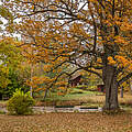 Große Eichen mit herbstlich gefärbtem Laub 