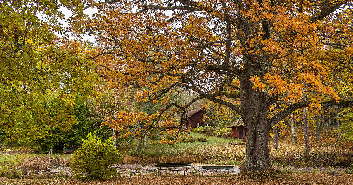Wenn im Herbst die Bltter fallen: Laub ist bester Kompost