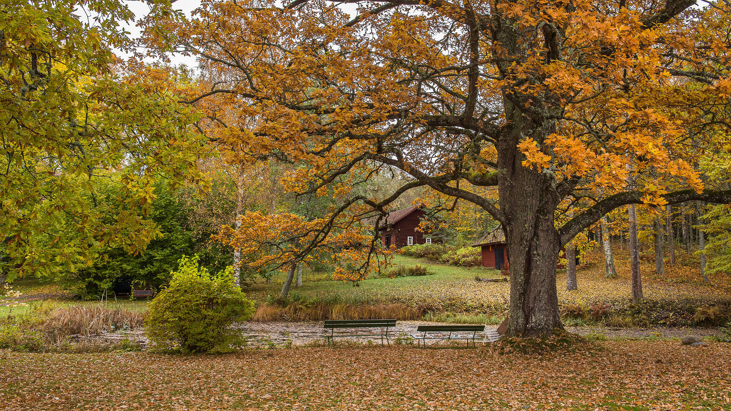 Große Eichen mit herbstlich gefärbtem Laub 