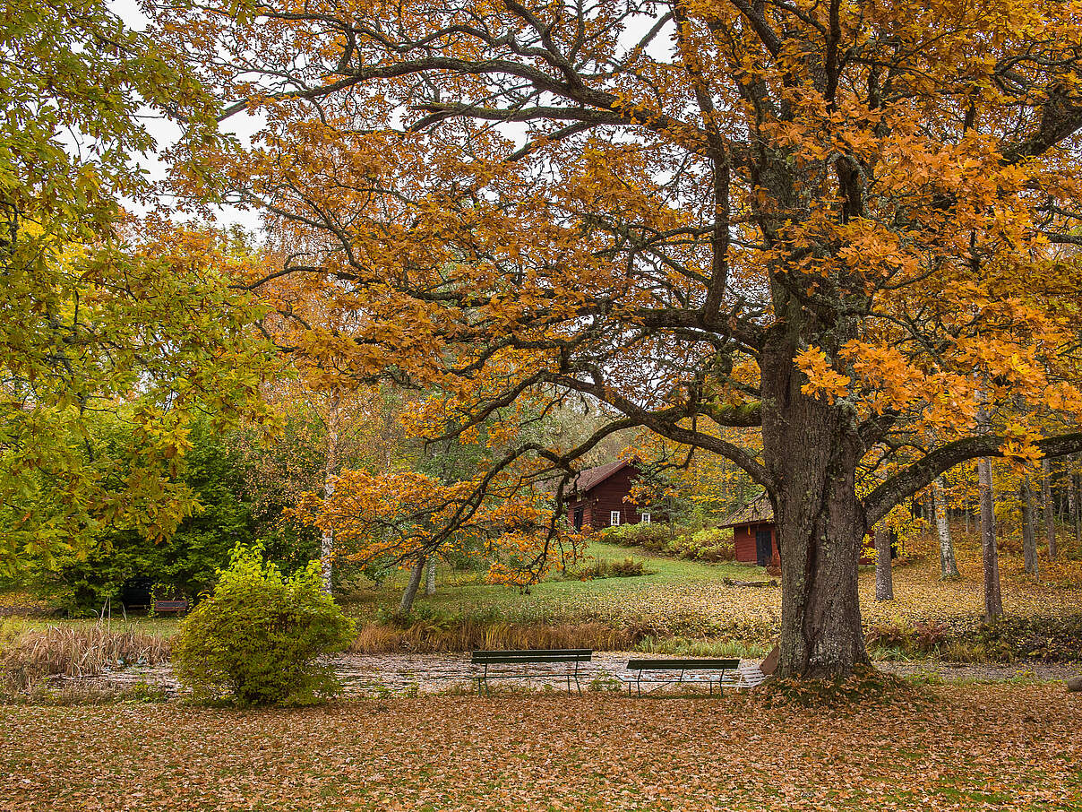 Große Eichen mit herbstlich gefärbtem Laub 