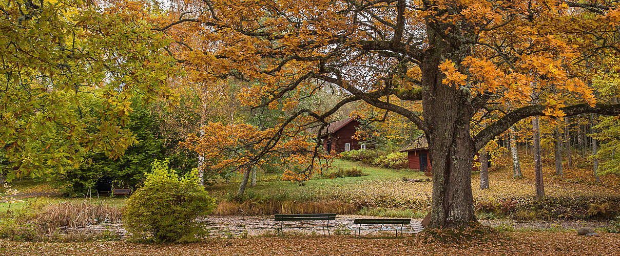 Große Eichen mit herbstlich gefärbtem Laub 