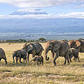 Eine Elefantenherde zieht durch den Amboseli Nationalpark © Bea Binka