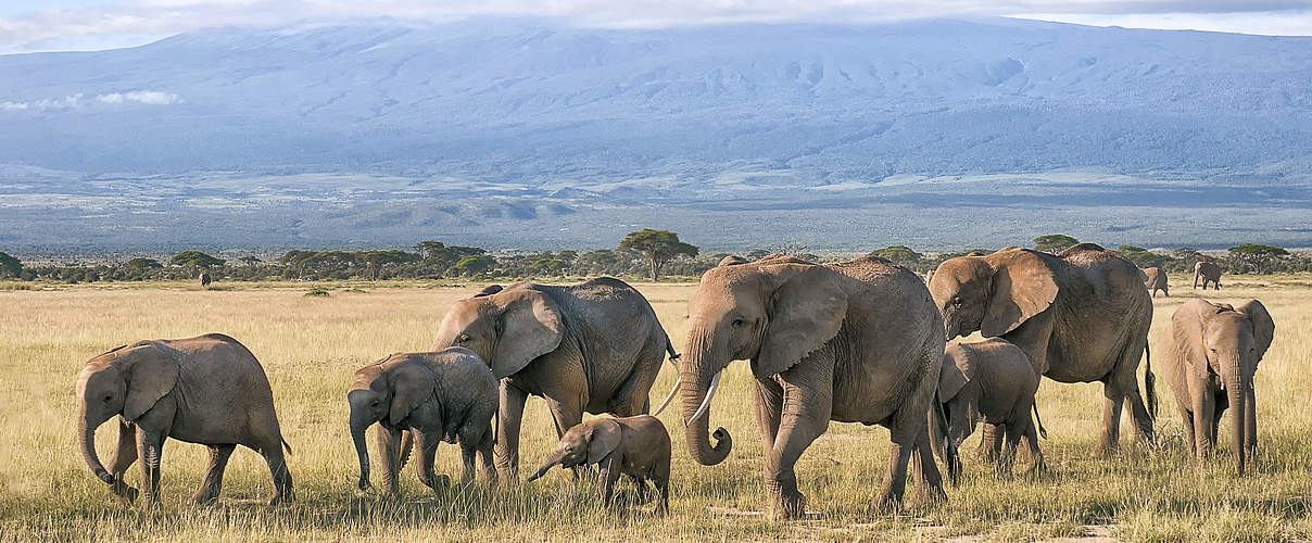 Eine Elefantenherde zieht durch den Amboseli Nationalpark © Bea Binka