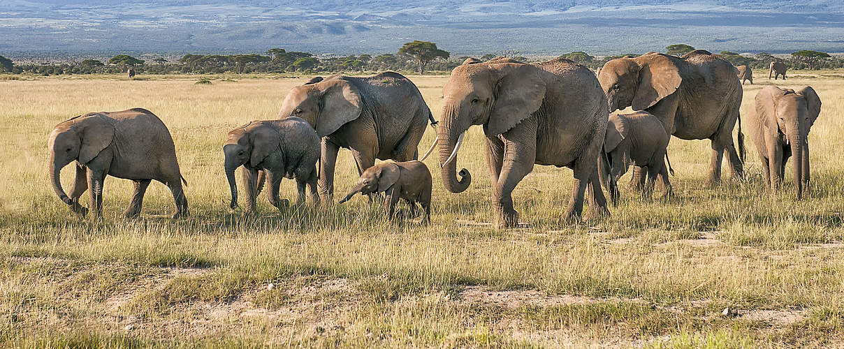 Eine Elefantenherde zieht durch den Amboseli Nationalpark © Bea Binka