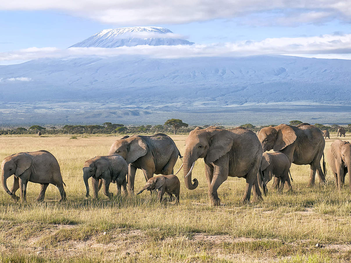Eine Elefantenherde zieht durch den Amboseli Nationalpark © Bea Binka