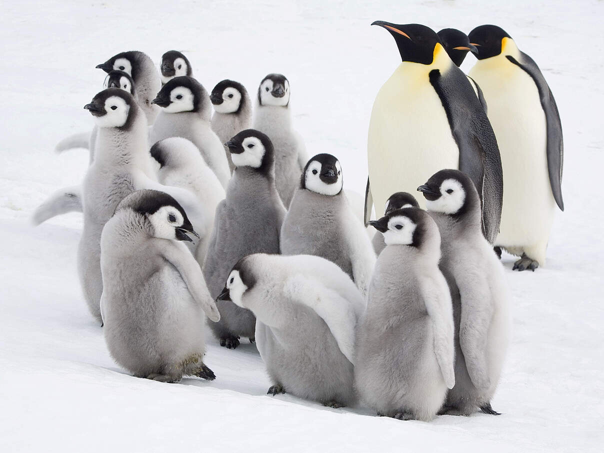 Kaiserpinguine © naturepl.com / Bryan and Cherry Alexander / WWF