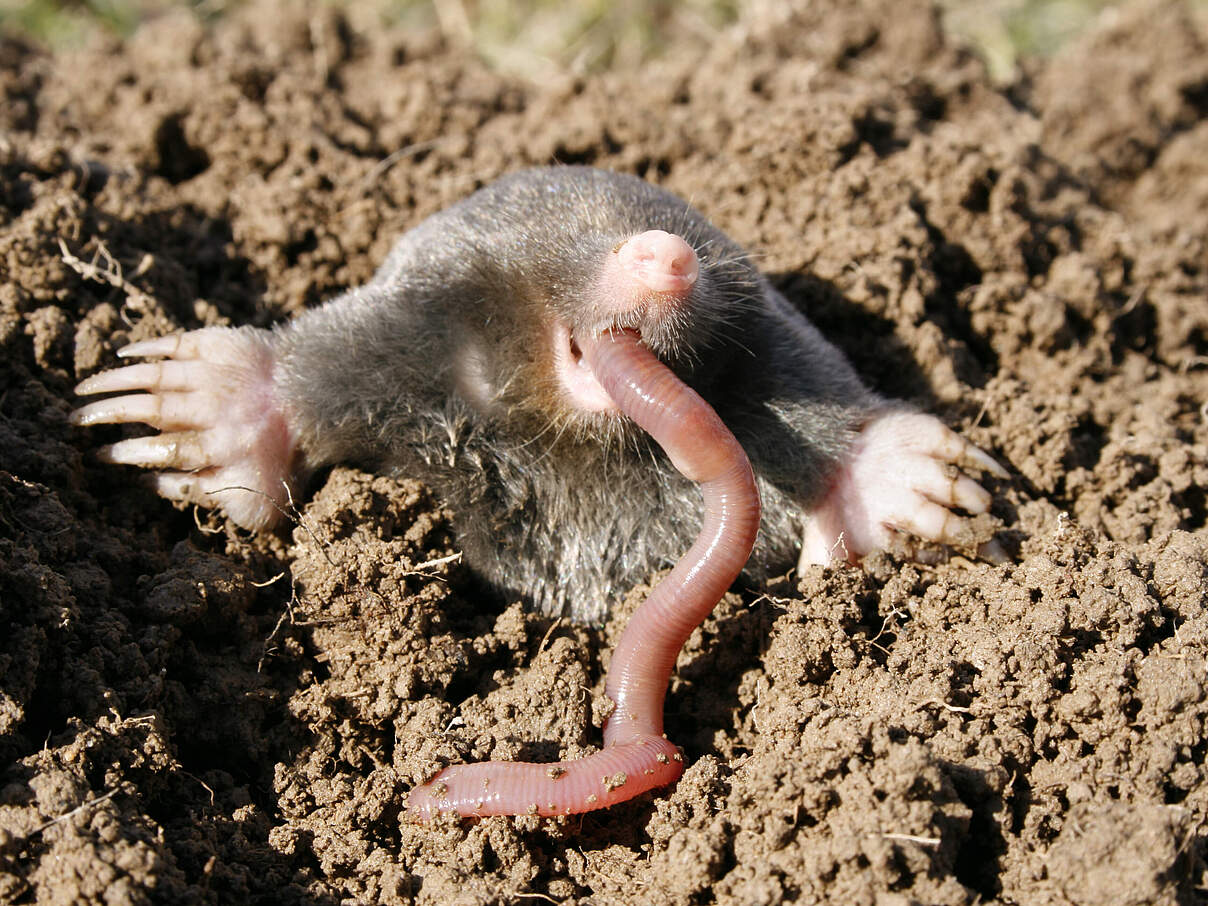 Maulwurf frisst Regenwurm