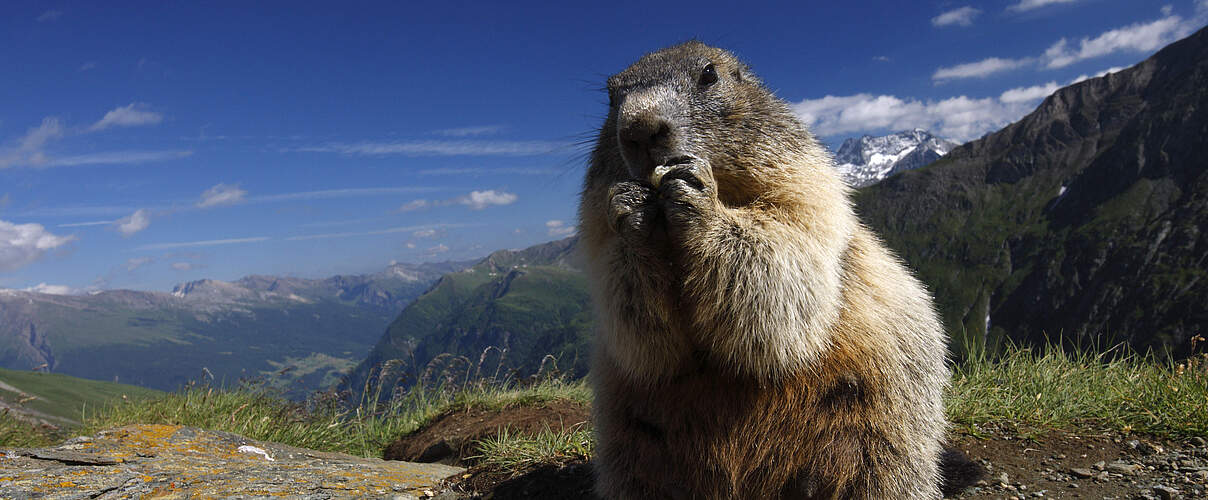 Murmeltier © Wild Wonders of Europe / Grzegorz Lesniewski / WWF