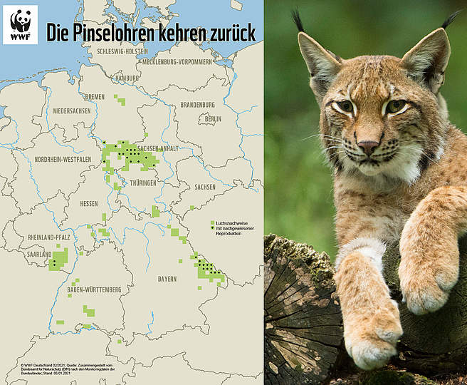 Verbreitungsgebiet des Luchs © Ralph Frank / WWF Verbreitungsgebiet des Luchs © Ralph Frank / WWF