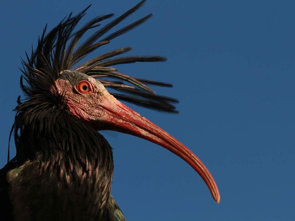 Ein ausgewachsener Waldrapp © Waldrappteam / LIFE Northern Bald Ibis
