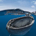 Walhai-Fütterung im Golf von Mexico © Simon Lorenz / WWF-HK