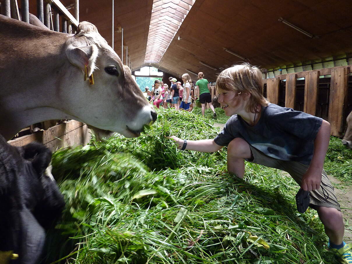 Kühe füttern auf dem Bauernhof © Melanie Adam / WWF