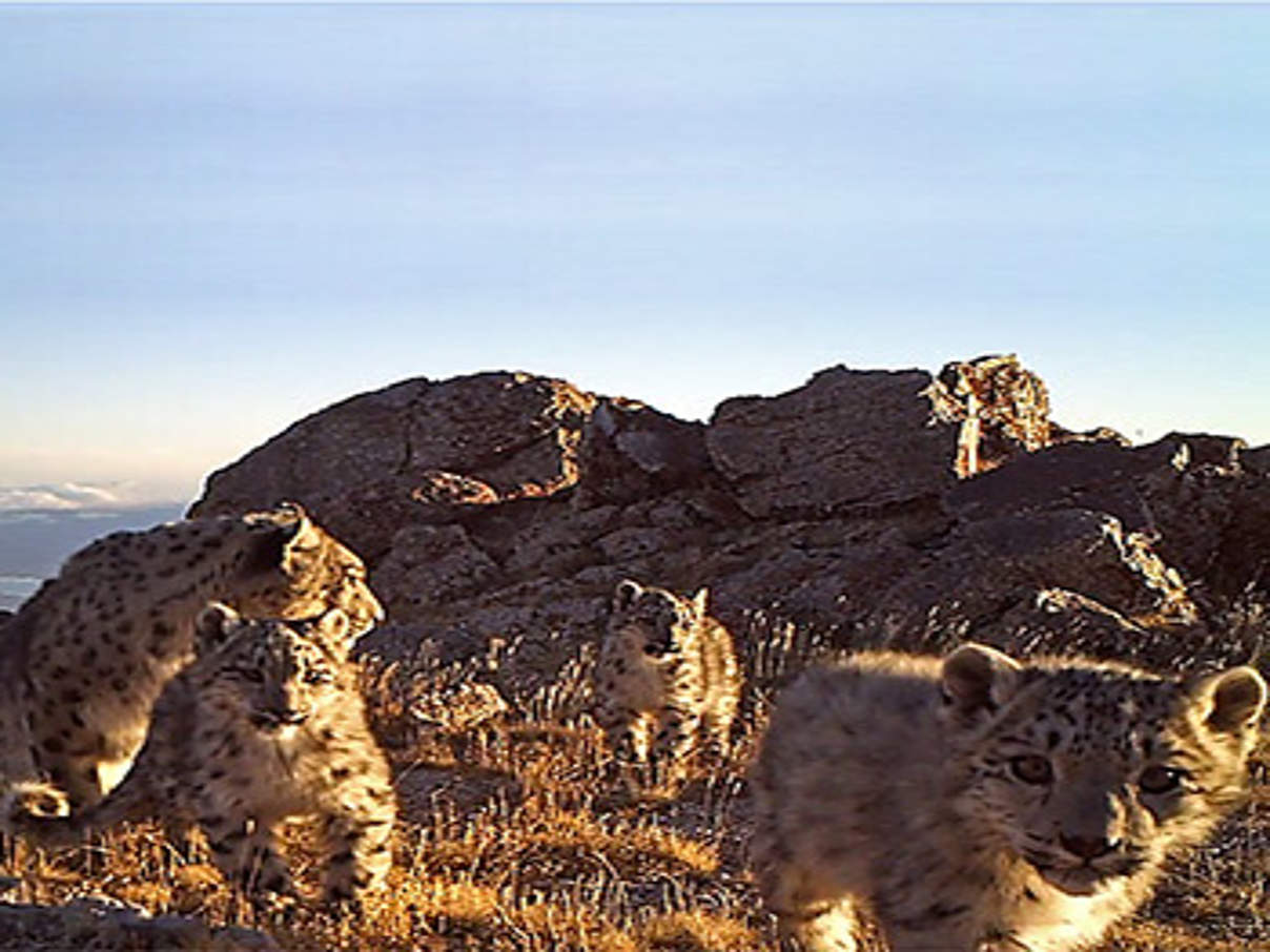 Schneeleoparden-Vierlinge © WWF Mongolei