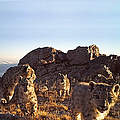 Schneeleoparden-Vierlinge © WWF Mongolei