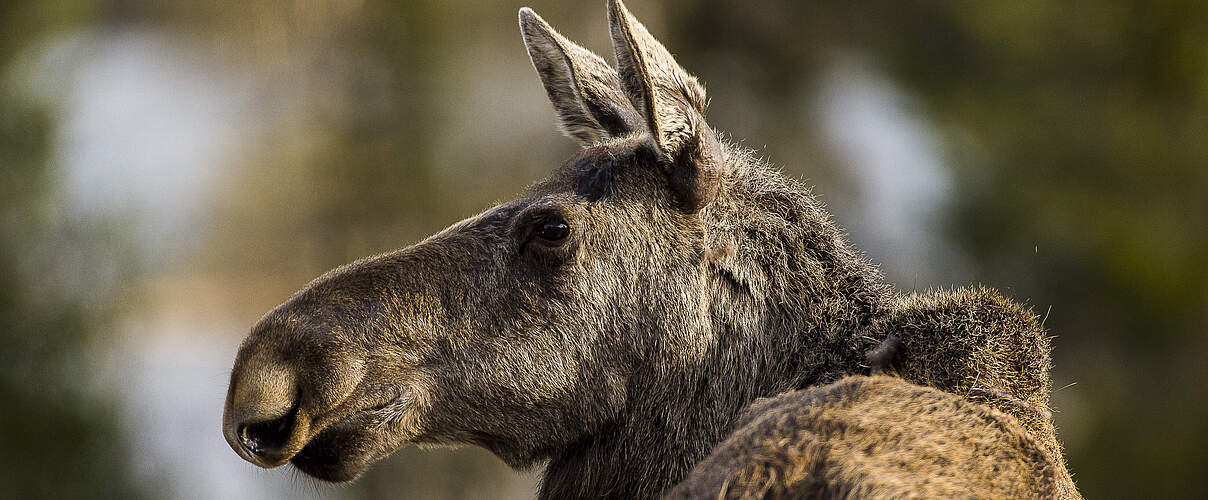 Ein junger Elch in Schweden