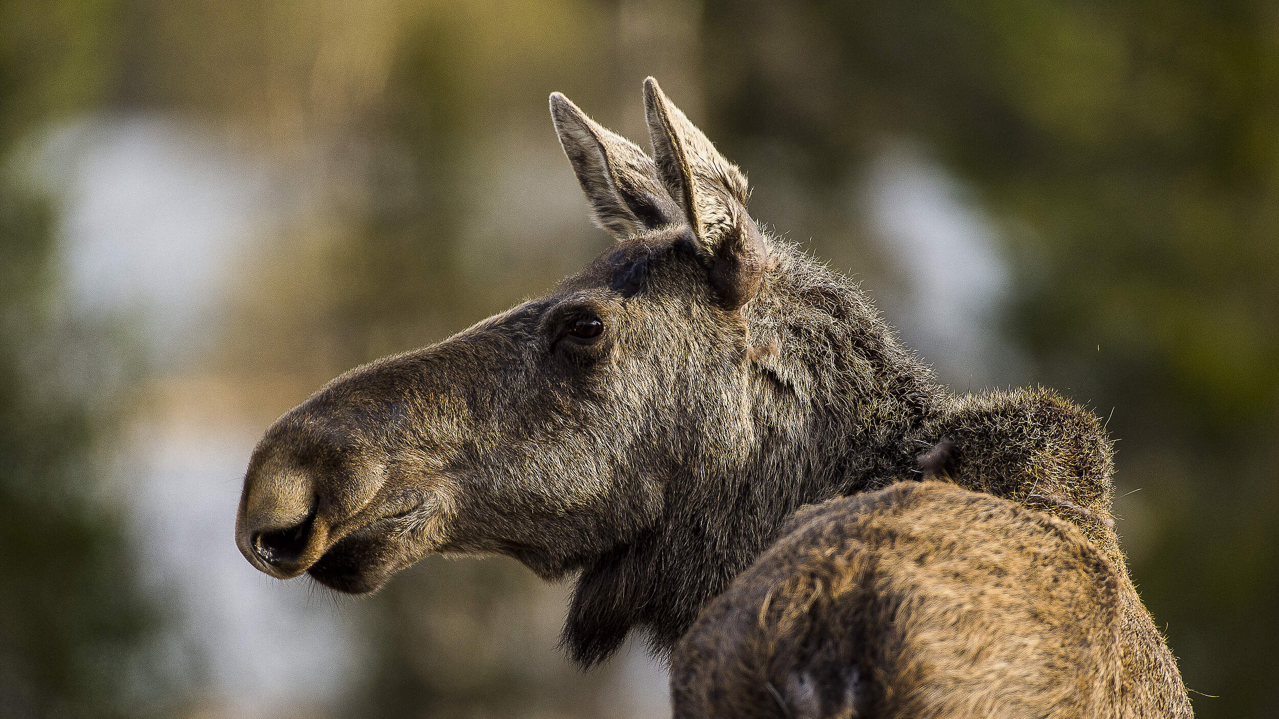Ein junger Elch in Schweden