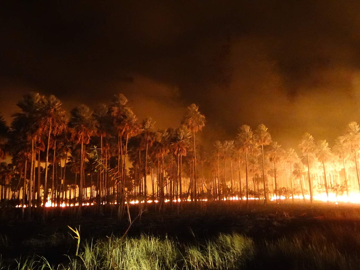 Feuer in Bolivien © Suri Rolando Cabrera Barea / WWF Brasilien